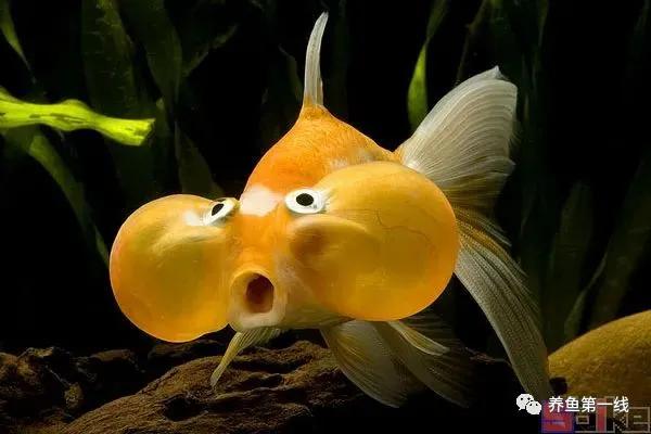 金鱼的种类图片和名字观赏,金鱼的品种分别有哪些图片