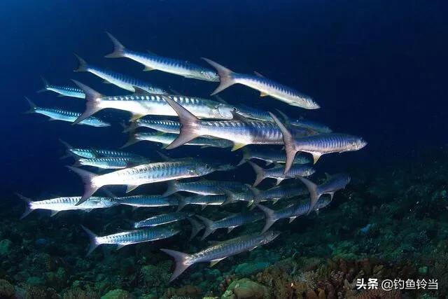 鲤鱼和白眼梭鱼,比鲤鱼的鳞大的淡水鱼