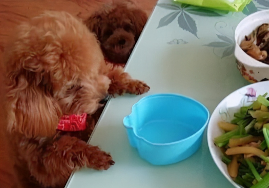 投喂狗狗的后果,喂食狗狗的禁忌