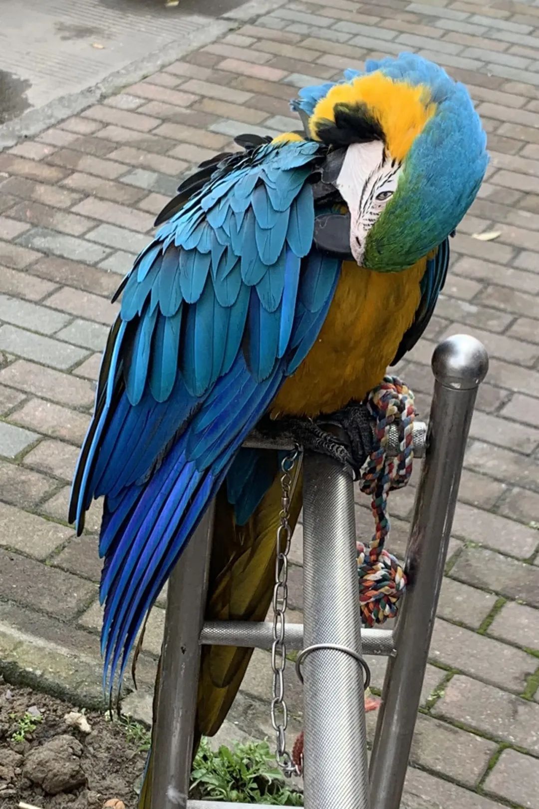 老板花1500元买了一只鹤,杭州男子花8000元买的鸟