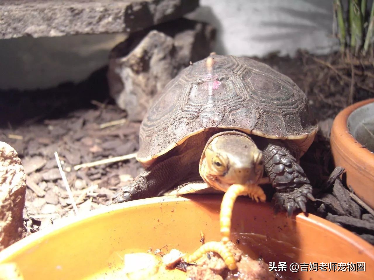 养乌龟新手入门黄缘龟,黄缘龟常见病及预防