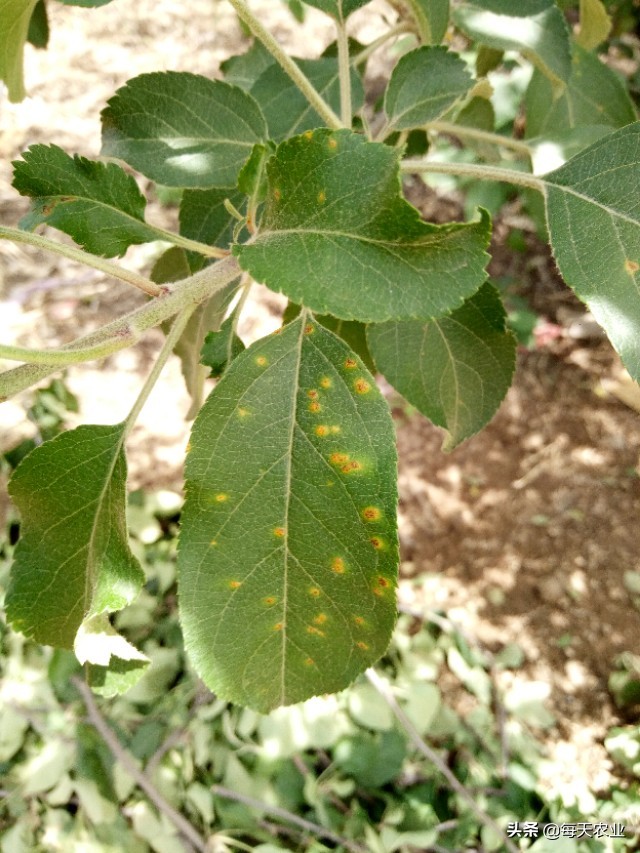 苹果树叶上的羊胡子锈病怎样防治,果树上面长羊胡子病用什么药