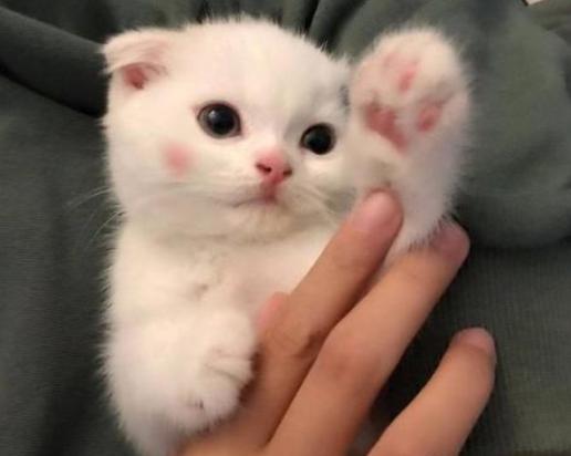 猫咪的十大坏习惯,猫咪十大常见病和预防方法