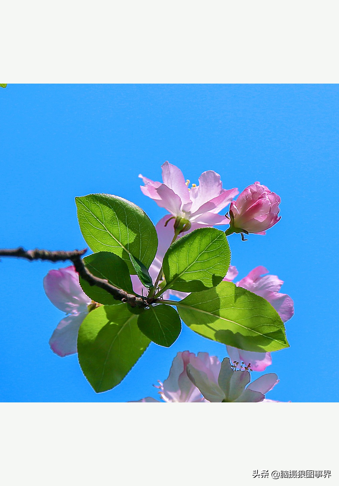 蔚蓝色的天空素材视频,黑色和透明的花摄影效果