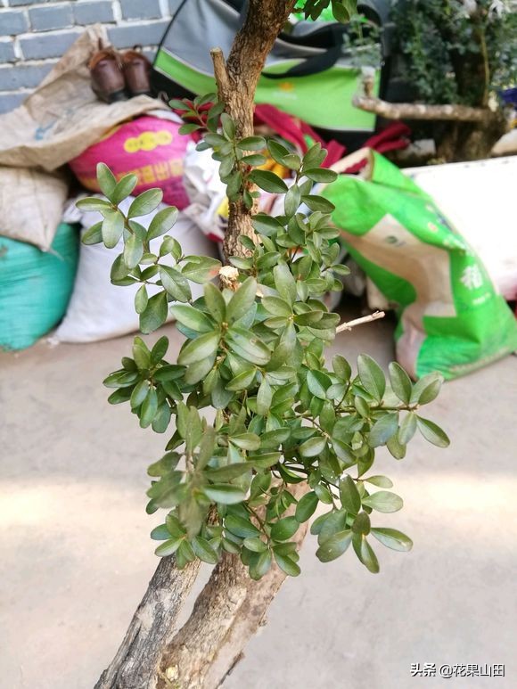 黄杨下山老桩发芽后有虫,黄杨下山老桩好活吗