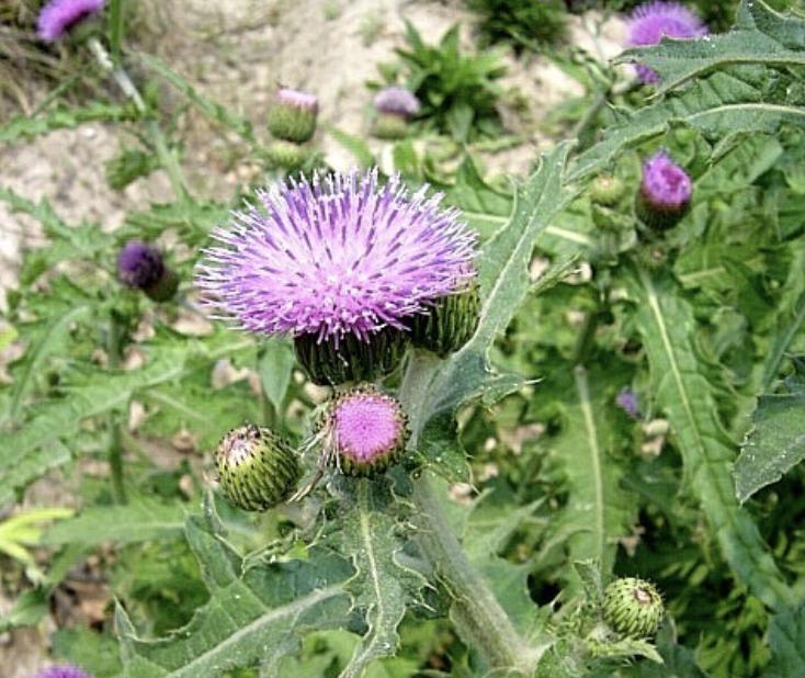 鍐滄潙鍍忓ぇ钃熺殑妞嶇墿,鍐滄潙甯歌妞嶇墿澶ц摕