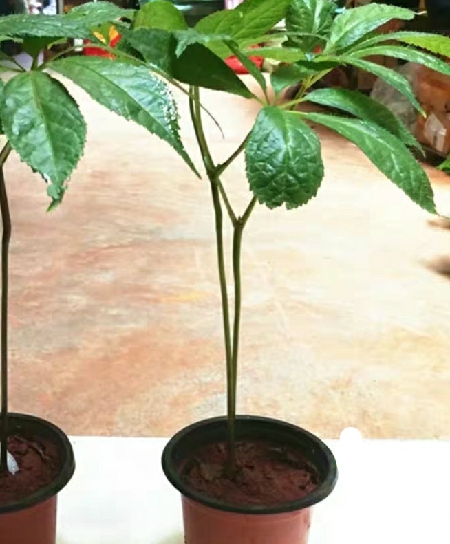 三七盆栽的常见问题,三七盆栽有什么功效