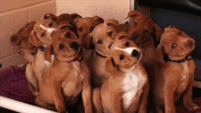 怀孕期间能够养宠物猫狗吗,怀孕养猫狗对宝宝有影响吗