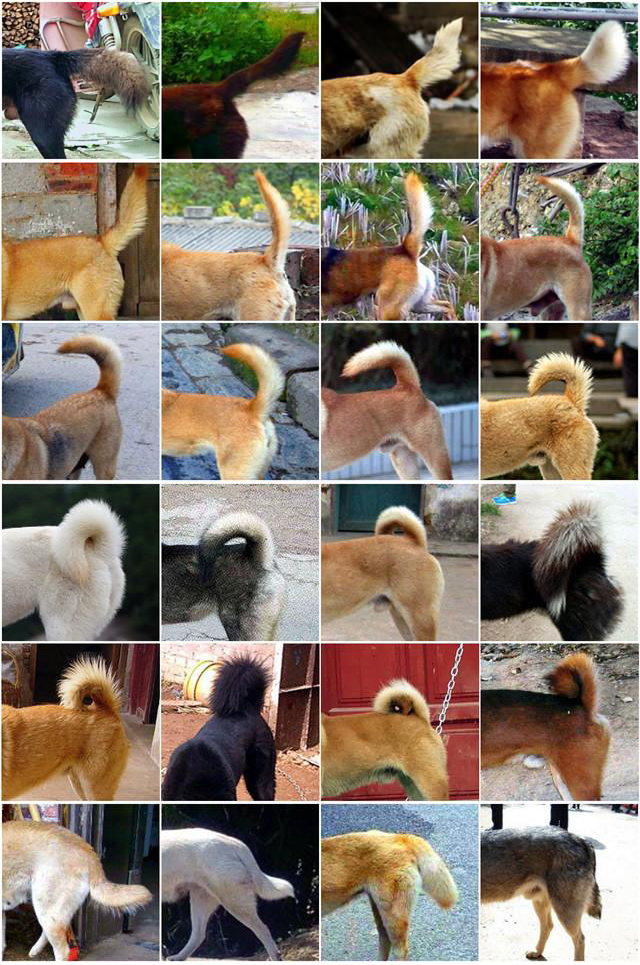 带你认识中华田园犬之五红犬,常见的中华田园犬有哪些