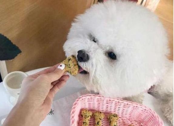 比熊吃鸡肉狗粮还是鸭肉狗粮好,小体比熊狗粮推荐皇家狗粮