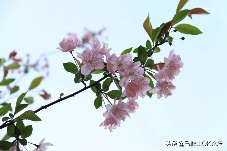 马鞍山滨江公园樱花开了吗,马鞍山雨山樱花