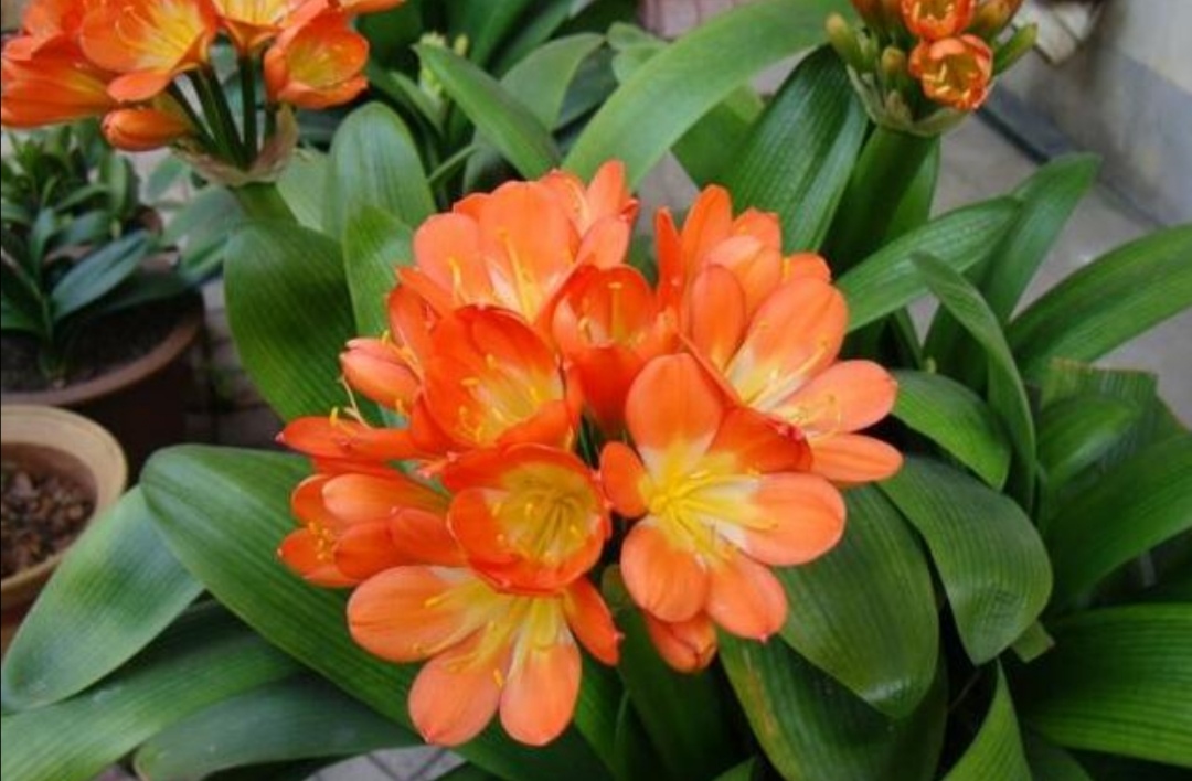 刚开花的君子兰怎么使花箭长高,养君子兰不花怎么回事