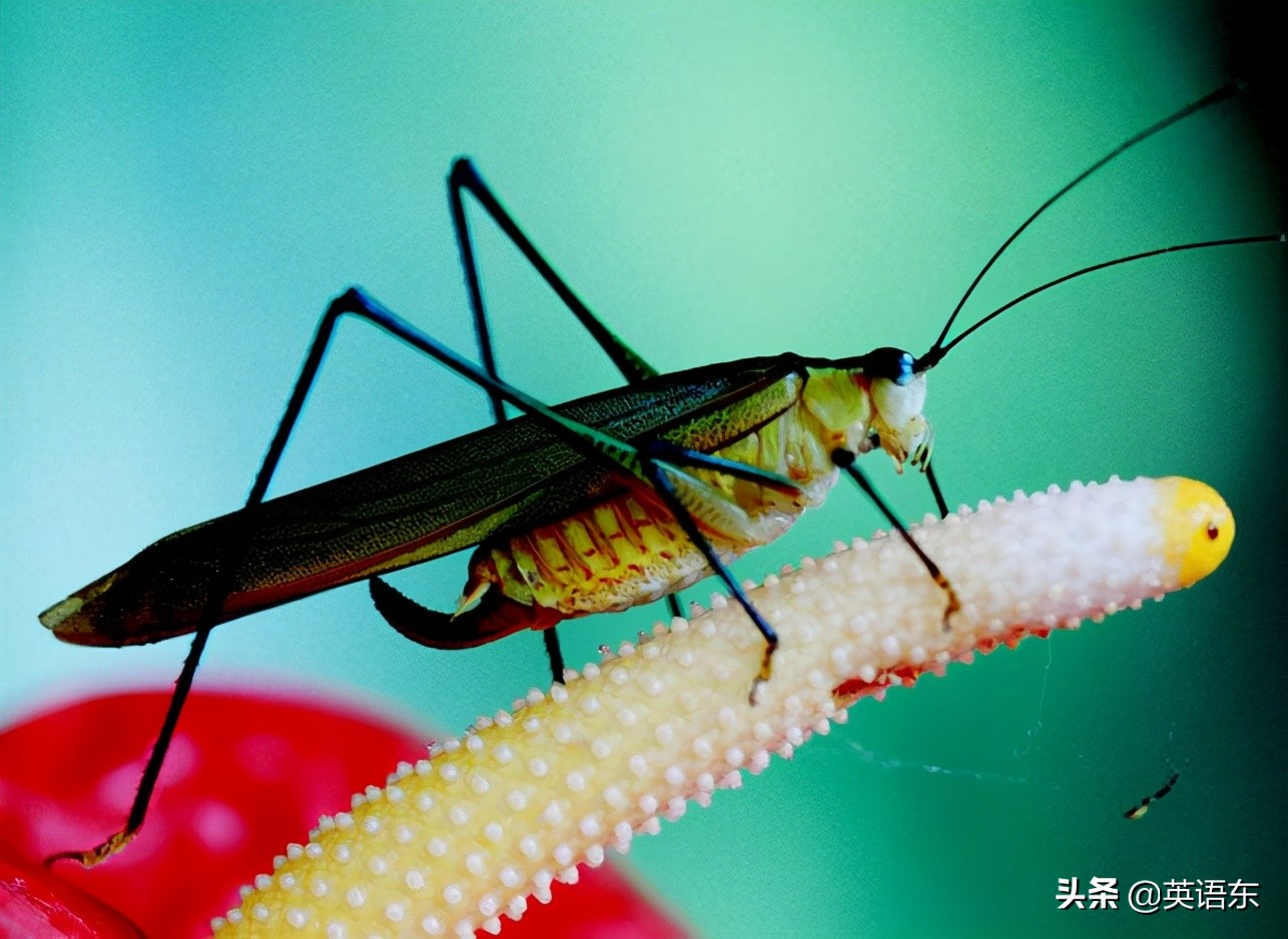 词汇故事-有关昆虫的习语