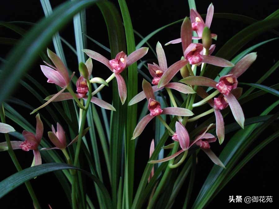 兰花养殖方法兰花品种大全,兰花品种中哪个品种喜欢湿一点