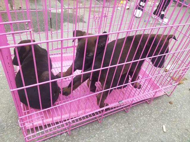 开封杨丰宠物市场最新价格信息,开封杨丰宠物市场现在开着吗