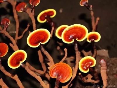 知道家乡的特产怎么发朋友圈,知道自己地区的特产吗