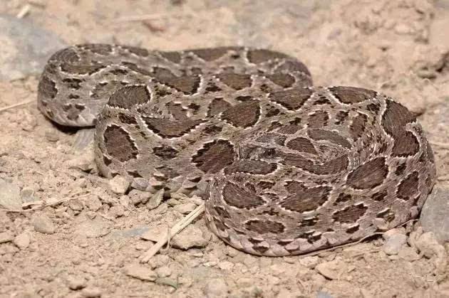 中国十大毒蛇银环蛇排名第几 (中国的毒蛇)