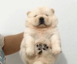 超级可爱呆萌的小奶狗,全种类小奶狗超萌合集