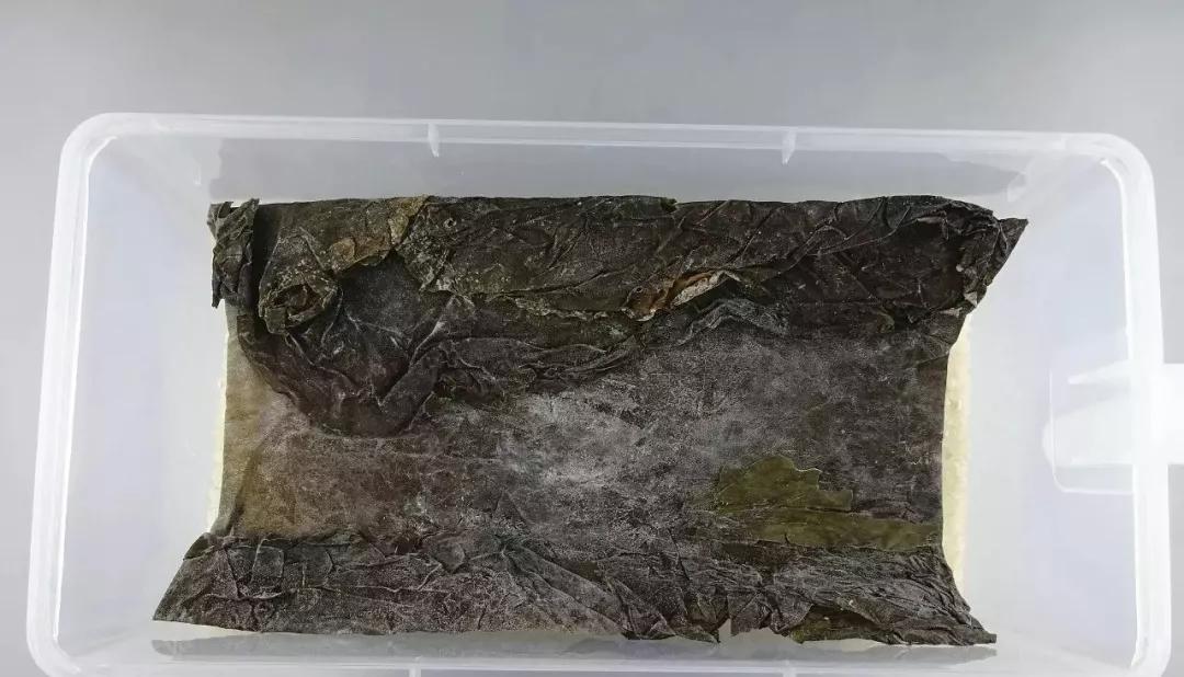 为什么大米夏天生虫子,大米在什么情况下会生虫子