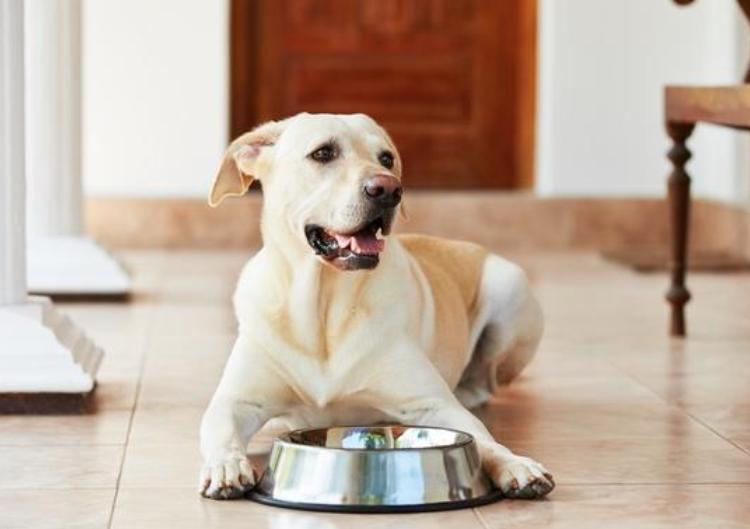 狗狗来月经怎么护理,狗狗初次月经多少天