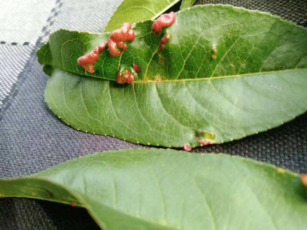 下雨天油桃怎么防止褐腐病,油桃有褐腐病怎么治疗