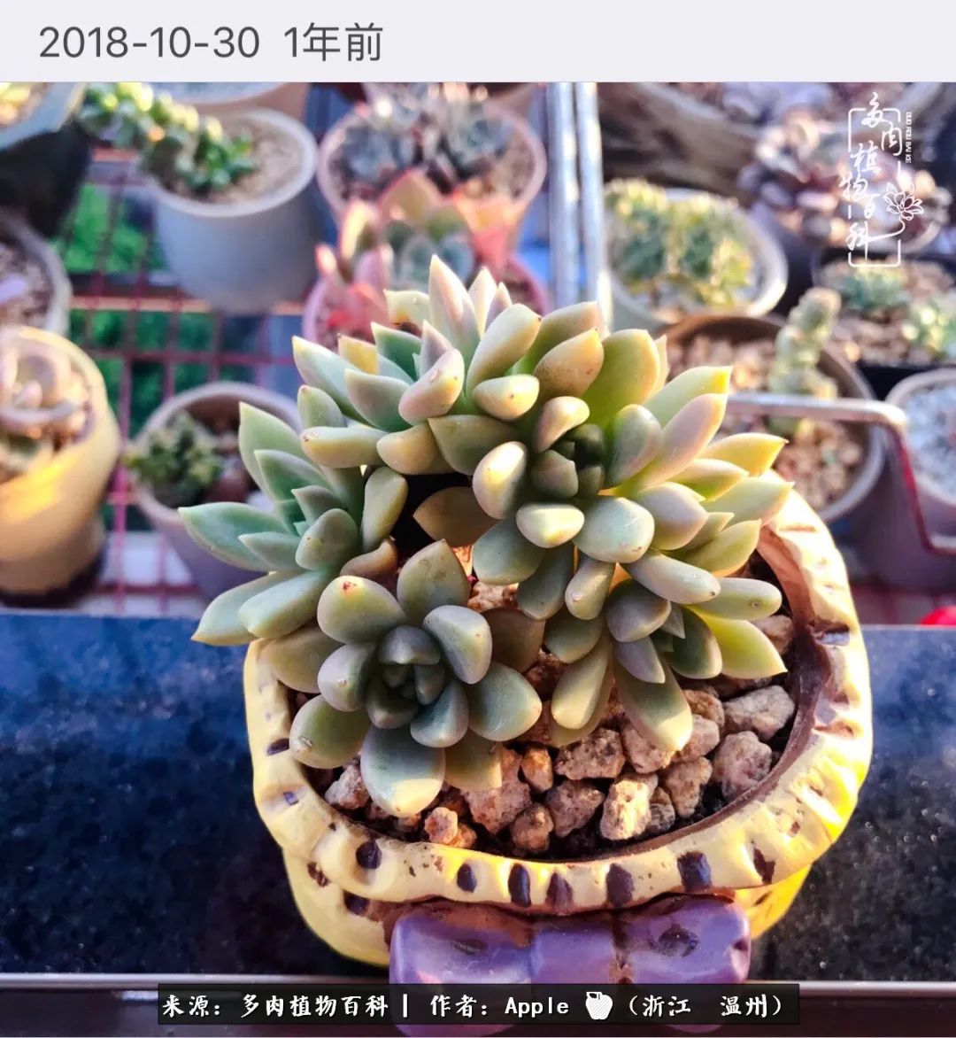 多肉成长记观察记录怎么写,多肉成长记录观察展板