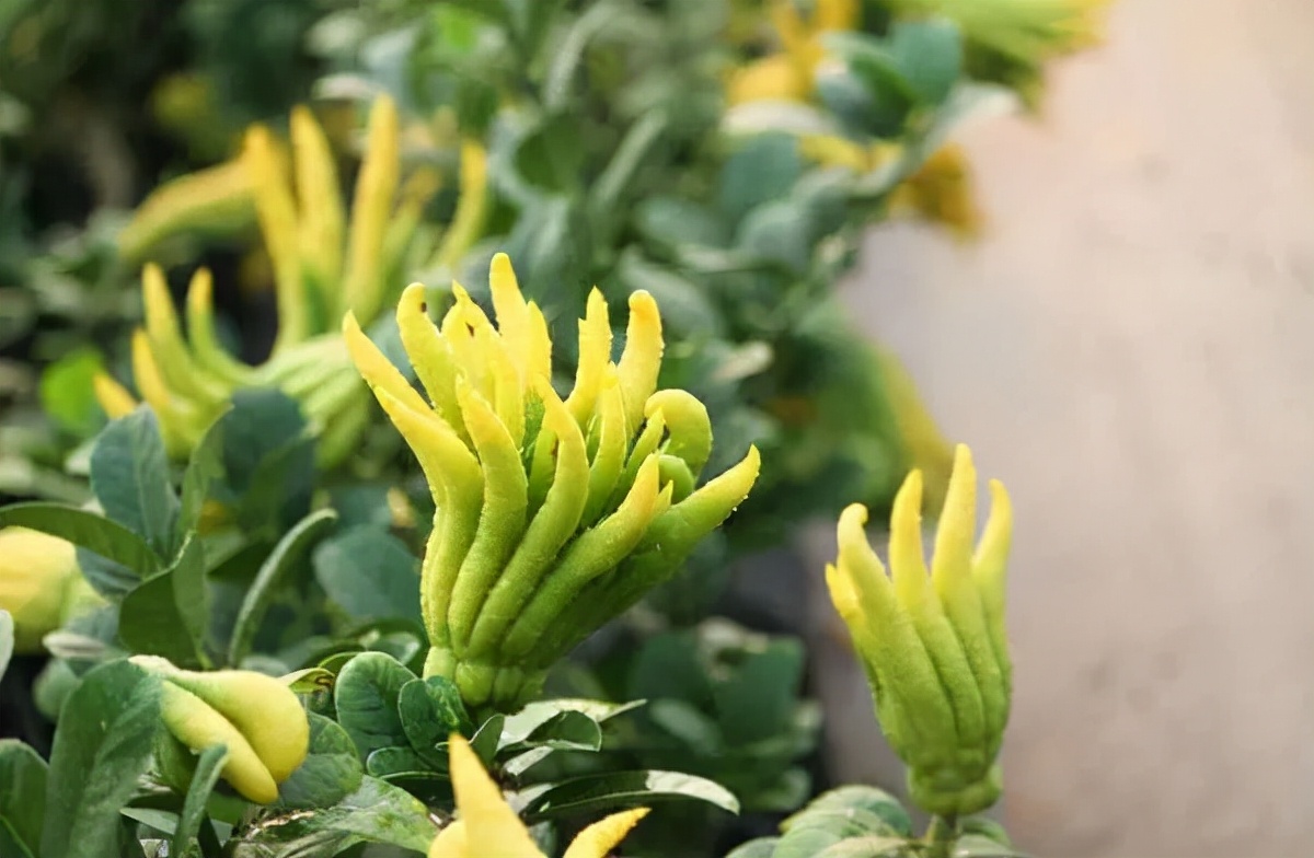 十种容易种的水果适合阳台种,这种水果南方大量种植