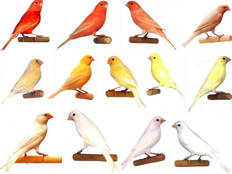 一种来自非洲的野鸟,被人工繁育出数百个品种,惊艳了整个世界