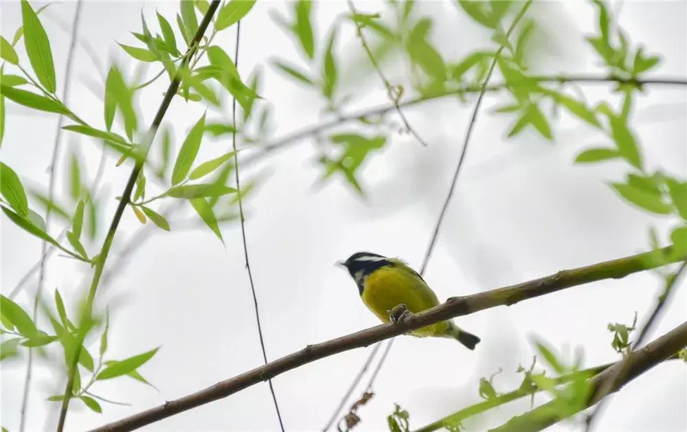 胶东地区春天的小鸟,胶东春天的雪