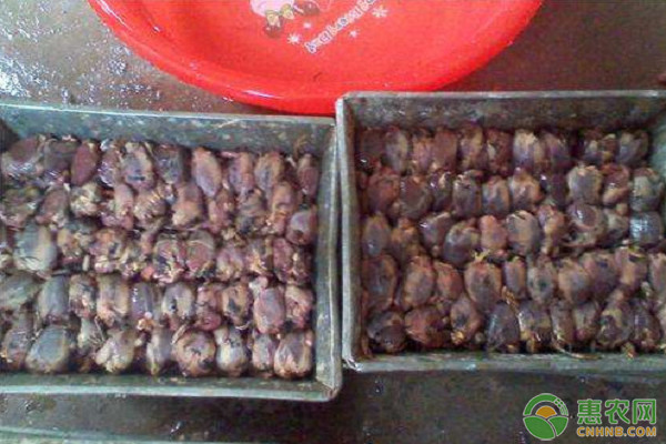 麻雀收益在哪,麻雀收益什么时候到账