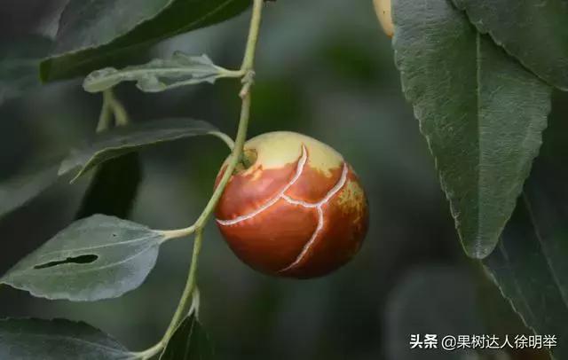 大量裂果怎么办,果子底部裂果什么原因