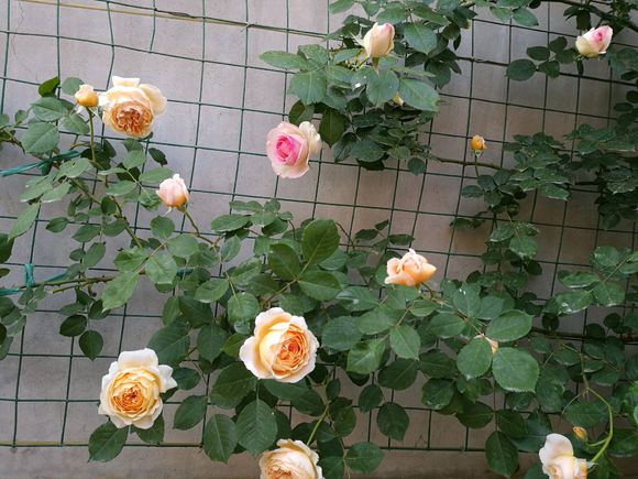 如何让藤本月季快速爬满整个屋顶,盆栽的藤本月季管理方法