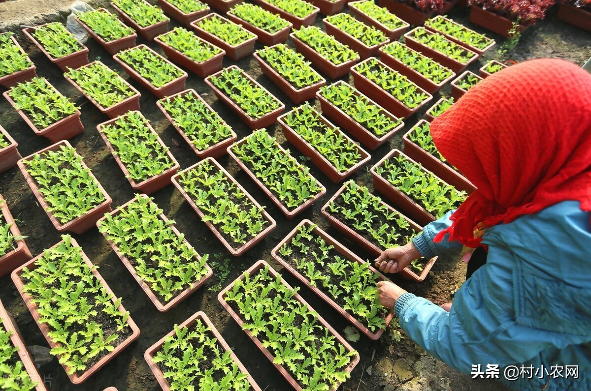 新农村创业适合做的几个生意项目,乡镇致富门路500条免费阅读