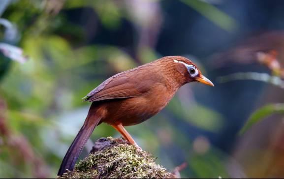 养生眉跟雾眉,养生纹眉