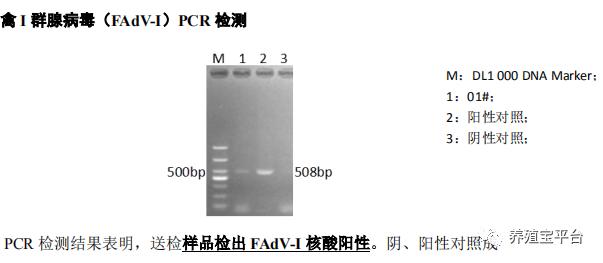 蛋鸡腺病毒感染原因,鸡腺病毒治疗最快的方法