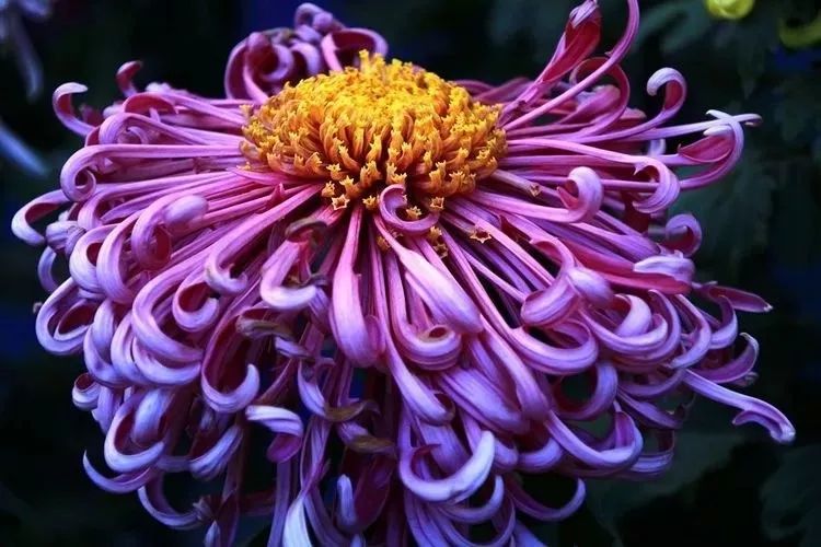 花中四君子菊花国画用笔,花中四君子菊花高清图片