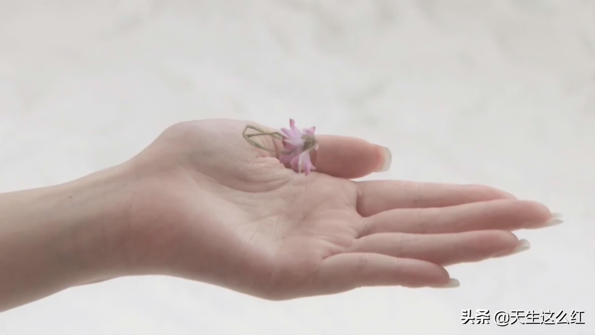 白冰金莎张萌乘风破浪白色礼服,神话三美张萌现状