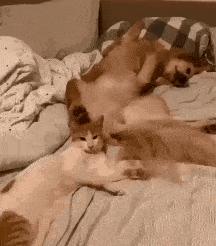 给狗拔牙视频金毛,金毛狗狗拔牙