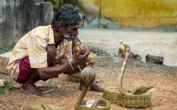 雄黄粉能驱蛇吗对人畜有无危害,蛇为什么害怕雄黄粉