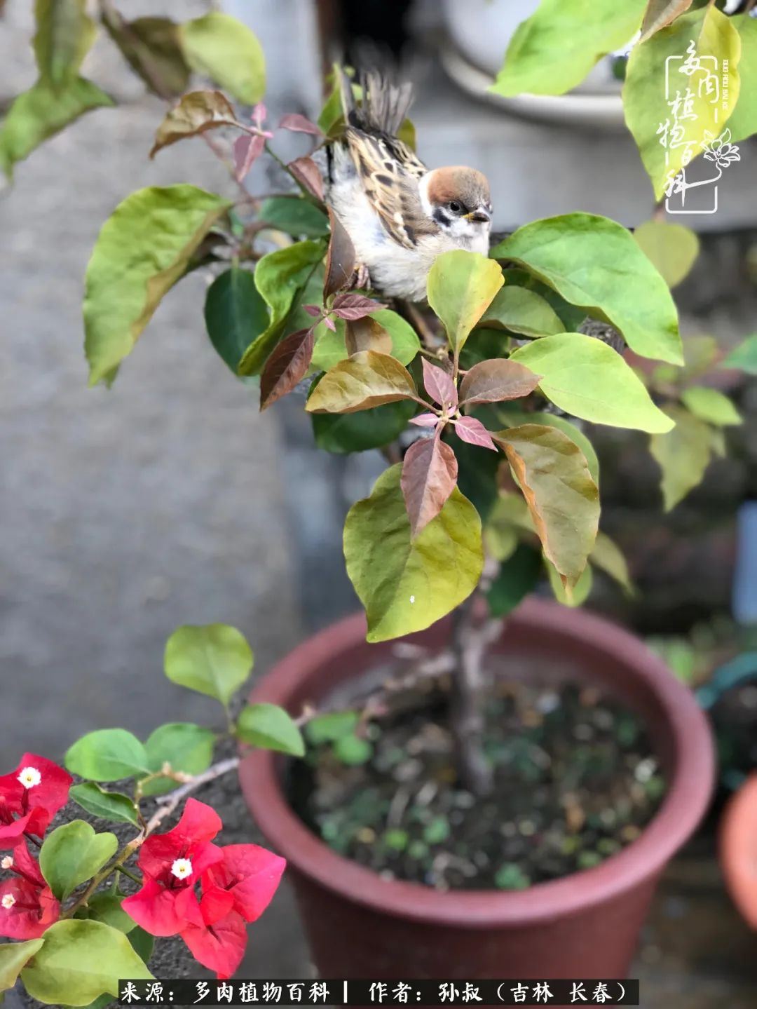 与多肉一起成长,与多肉相伴