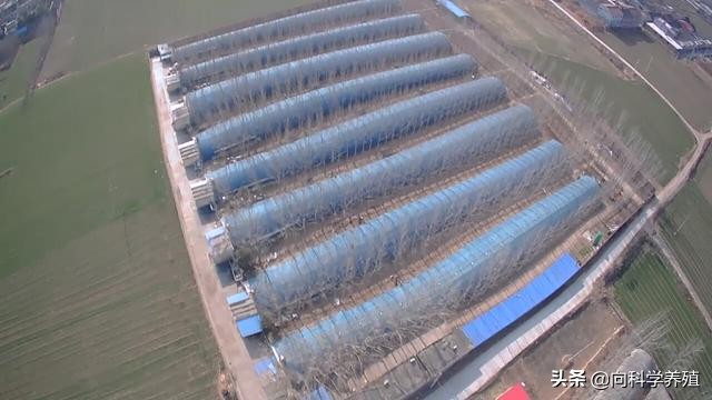 肉鸡支气管堵塞治疗案例,肉鸡支气管堵塞怎么防治