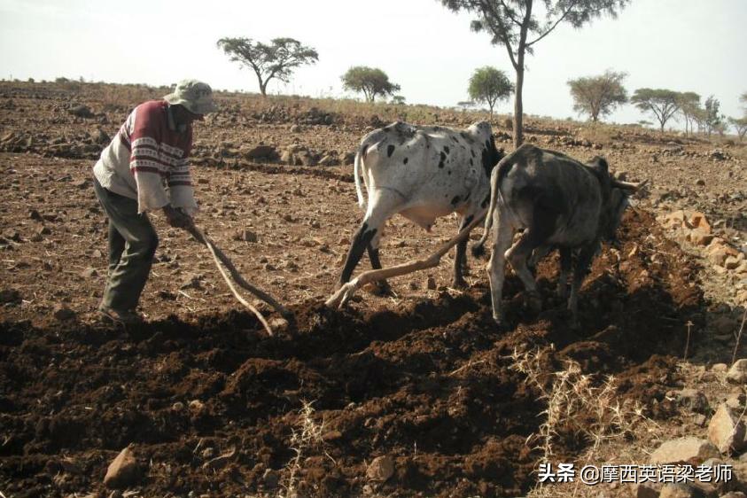 公马为母马嘶叫了一声，产生了一个新的王国