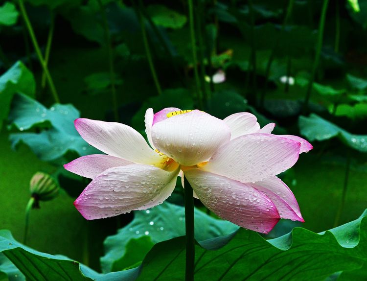 涔愯嚦鑽疯姳鎽勫奖浣滃搧娆ｈ祻,涔愯嚦鍗拌薄鎽勫奖