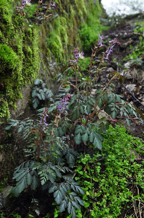 毒蛇泡酒可以治疗跌打损伤吗,毒蛇酒可以治疗跌打损伤吗