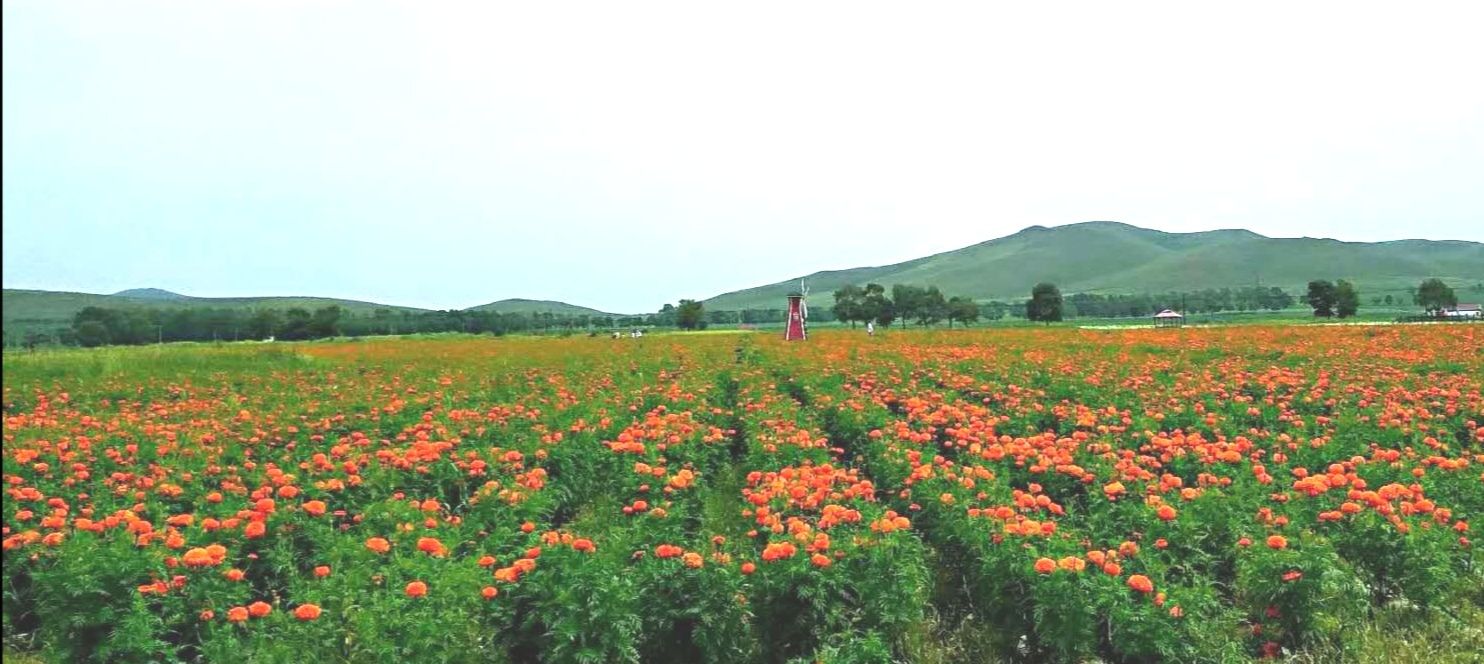 【跋涉边境亲吻祖国】58、奇台：红花似火的边境县…