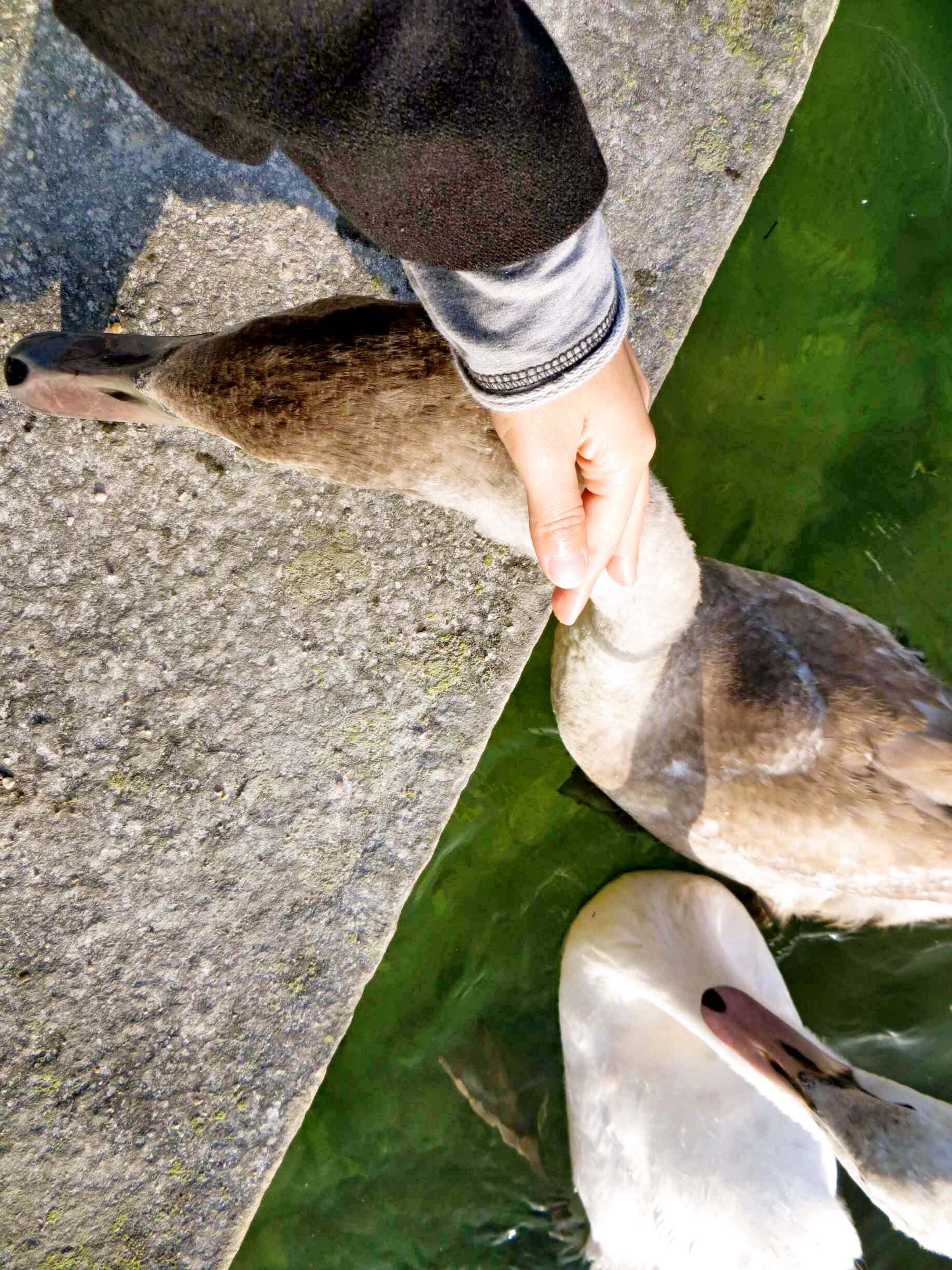 枫丹白露宫有没有拿破仑的帽子,法国枫丹白露拿破仑