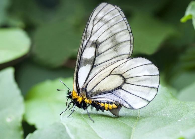 梁祝千古绝唱化蝶,梁祝蝴蝶代表什么