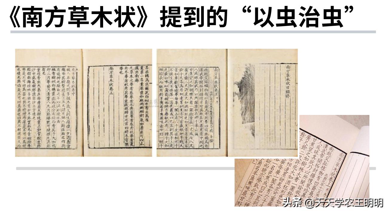 捕食螨除红蜘蛛,捕食螨灭红蜘蛛视频