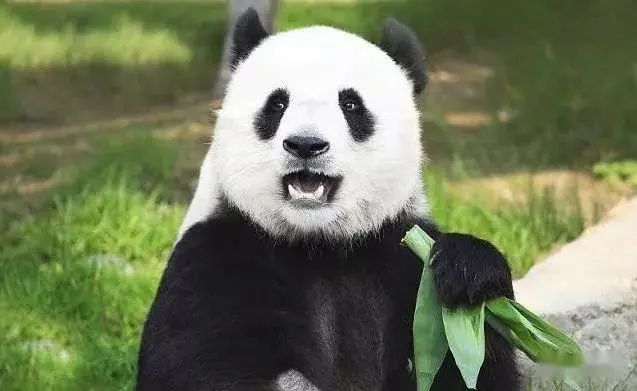 全世界最凶猛的动物藏獒,世界上最贵的一只藏獒