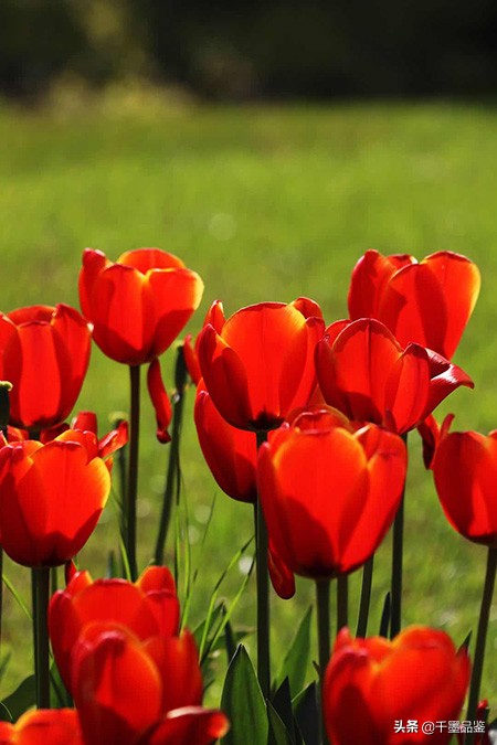 静物摄影作品欣赏郁金香,郁金香的摄影作品欣赏